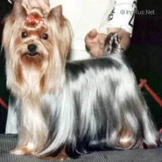 TYAVA'S TUFF STUFF &mdash; Labaza DogPedigree YorkshireTerrier